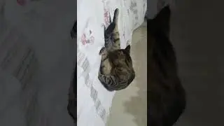 San'at-ı İlahiye