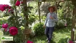 Un tunnel de roses