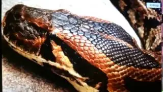Python Snake Eats Drunk Man in India with Matt Sampson