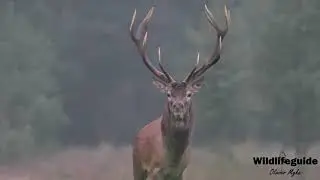 Herbivores of NE Poland (Red Deers & Elk) seen on September 2025 5-days Autumn Tour