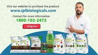 Best Product for Disease and Pest Control in Tomato | IPL Biologicals