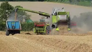 Harvesting LG Sundance Winter Wheat