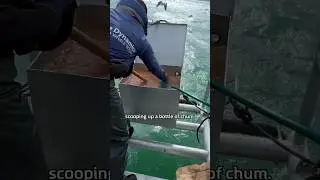 What is in CHUM? (Shark Bait) #travel #shark #sharks #fishing #nature #adventure #explore #africa