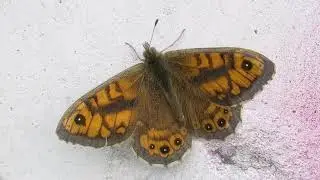 The Wall Brown - Butterfly