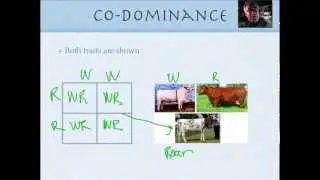 Genetics for beginners Part 2