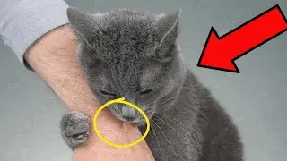 10 Signes Secrets Que Votre Chat a un Lien Unique Avec Vous