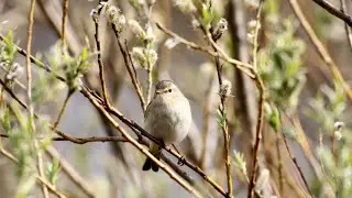 Пеночка-весничка. Phylloscopus trochilus. Птицы Беларуси.
