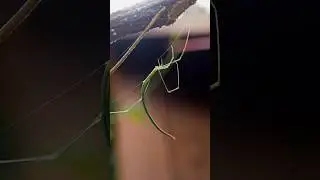 Twig Spider/Whip spider #camouflage #rare #spider
