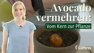 Avocado vermehren: Vom Kern zur Avocado-Pflanze