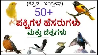 Birds name in English|Kannada|with pictures| ಪಕ್ಷಿಗಳ ಹೆಸರುಗಳು|ಇಂಗ್ಲೀಷ್|ಕನ್ನಡ|ಚಿತ್ರಗಳೊಂದಿಗೆ