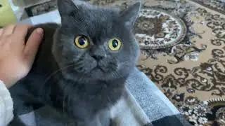 Три минуты тишины с котом 