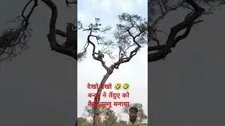 Leopard Hunts Monkey in a High-Stakes Treetop Chase! #animals #birds #like #nature #shorts #short