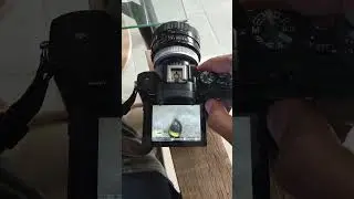 Tes ketajaman lensa jadul Canon FD 55mm F1.2 di bukaan F1.2 nya