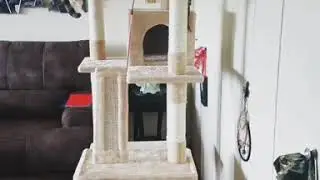Chewy.com cat tree