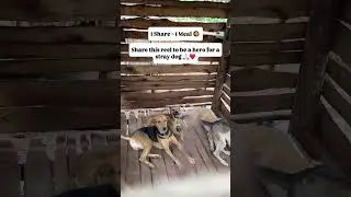 Can you help me 🙏🏻🙏🏻❤️🔗 in bio to donate #rescuedog #dogsofyoutube #puppy #rescuepuppy #puppylife