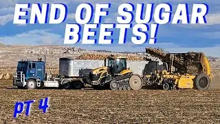 End of sugar beet harvest!!