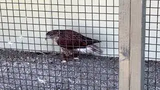 The Largest Hawk in North America