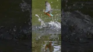 Fun Kingfisher Facts You Won't Believe  #fascinatingcreatures #amazingfacts #fascinatingwildlife