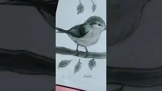 A cute little bird drawing skech #drawing #art ❣️✨#sketch #artwork #short Art..