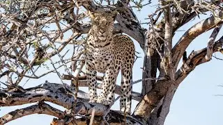 LeafLove Safari &ndash; Discover Namibia, Experience Nature  / Namibia entdecken, Natur erleben