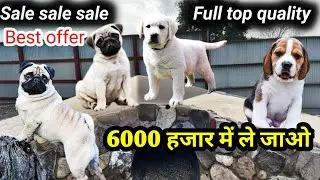 Распродажа всего за 6000 рупий | Лабрадор выставочного класса | Щенок бигля | Полувзрослый мопс |...