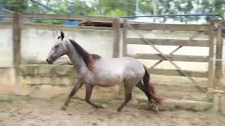 26 ABEN&Ccedil;OADO PARDAL