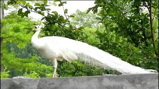 Beautiful Asian birds chirping singing, Peacock, crow - cuckoo - kingfisher bird amazing sounds