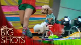 Glavatsky Sisters showcase their dog circus skills! #dog 🐶