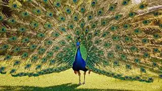 Nature&rsquo;s Masterpiece 🦚 | Stunning Peacock Display in the Sun