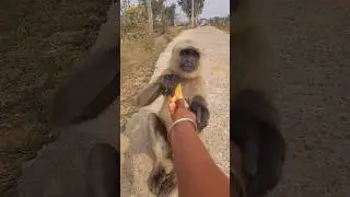 Gentle Langur on a Beautiful Village Road 🐒🌿!