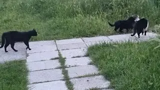 Cats mating/ interesting meeting 🐈&zwj;⬛