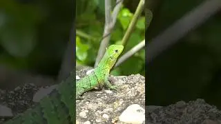 #lizard #animals #green #nature #belize
