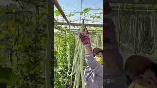 harvesting several long green snake gourds from a farm trellis