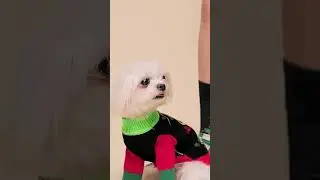 Festive Fur Baby Sweater 🎄🐾