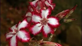 Polinizando o Adenium Multiflorum