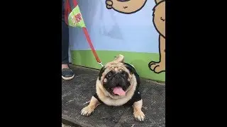 Events & Pet Fashion Show at Mumbai PetFed 2017