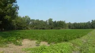 SC Farmland: Agricultural Land For Sale
