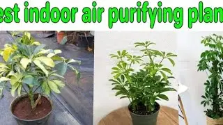 Low Maintenance Indoor Plants | low light plants | schefflera plant c...