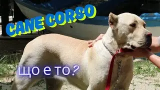 Кане Корсо. Cane Corso. Що е то? Всичко за породата от извора.