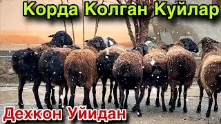 Ахвол Чаток! ☎️+998 97 978 5775