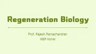 W7L32_Different cellular signaling during regeneration. Examples- Jak-STAT and Fgf signaling