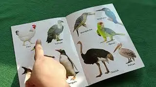 My first book of birds