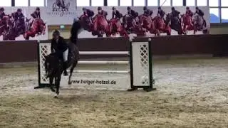 Dakota du Houlbec - Mario Piasecki SPORTHORSES