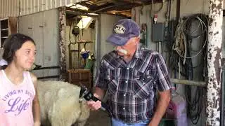 Show Lamb Fitting