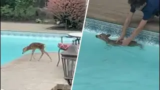 BABY DEER who stumbled into Long Island backyard pool is saved by 12-year-old boy | NBC New York