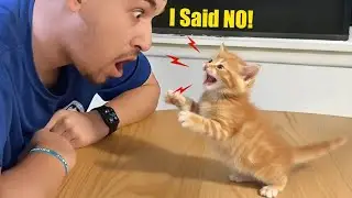 This Cat Is Talking Back to Its Owner 😭