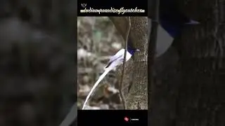Indian paradise flycatcher Real Voice#birds #shorts #wildbirds #birdsounds
