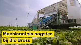 Sla-oogstmachine zorgt voor arbeidsverlichting bij Bio Brass