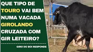 27/04/2022 - Que tipo de touro vai bem numa vacada girolando cruzada com gir leiteiro?