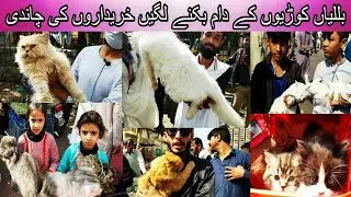 Karachi cheapest cat market price update | Saddar cats and dogs market 5 February 2023 | Urdu /hindi